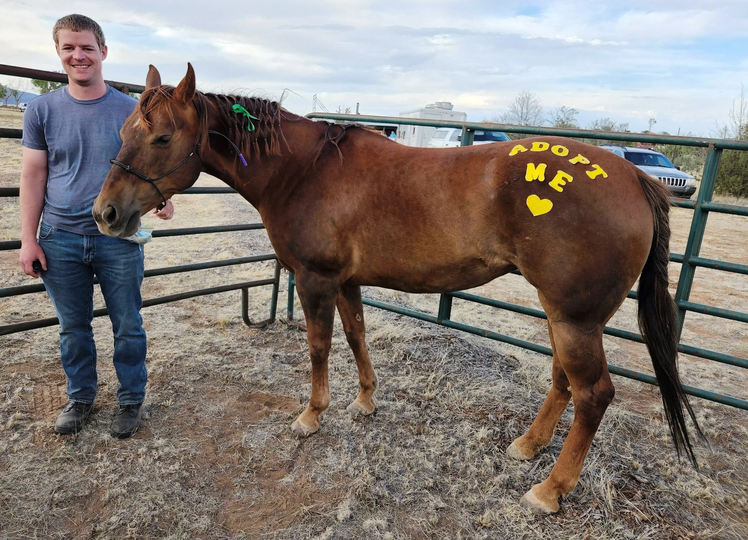 Heidi — New Mexico Horse Rescue